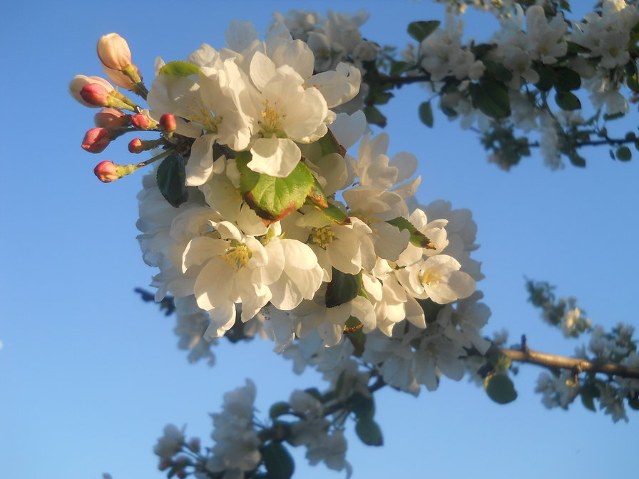 весна - весна, цветы - оригинал