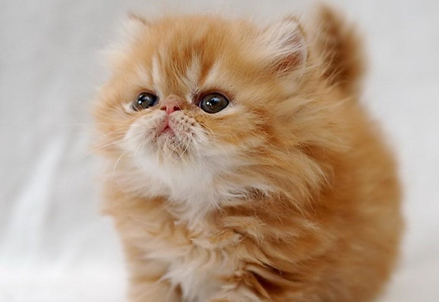 Рыжее счастье - коты - оригинал