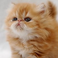 Рыжее счастье