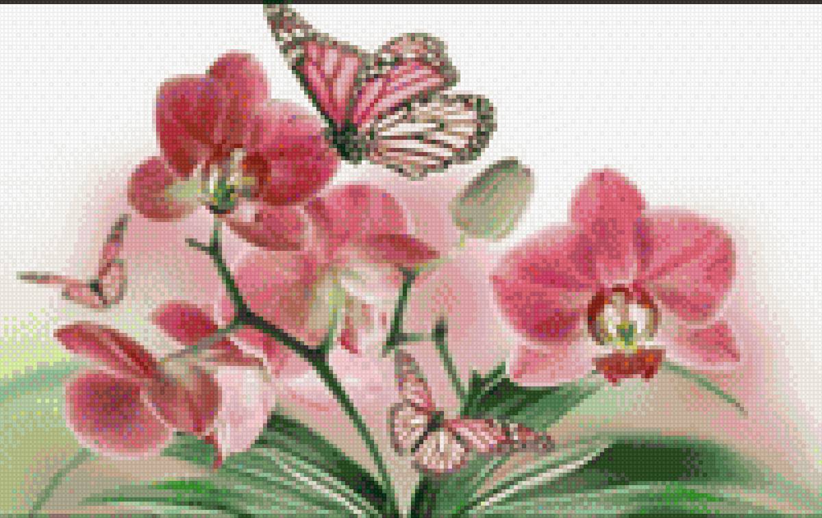 Орхидеи - предпросмотр