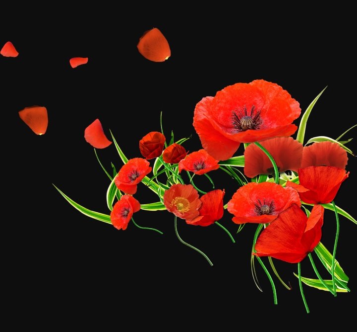 Маки - оригинал