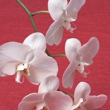 Схема вышивки «Орхидея»