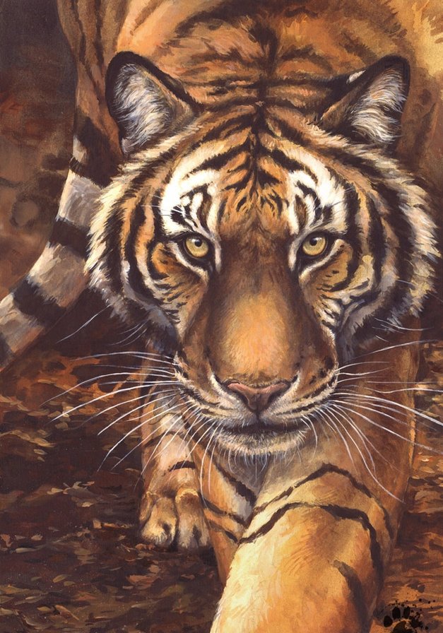 Тигр - дикие хищные кошки, анималисты, тигры, животные, тигр - оригинал
