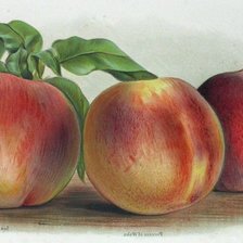 Оригинал схемы вышивки «№1295900»