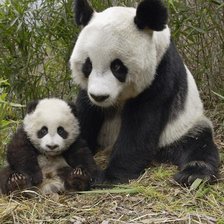 панда с детенышем