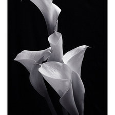 Схема вышивки «№1296179»