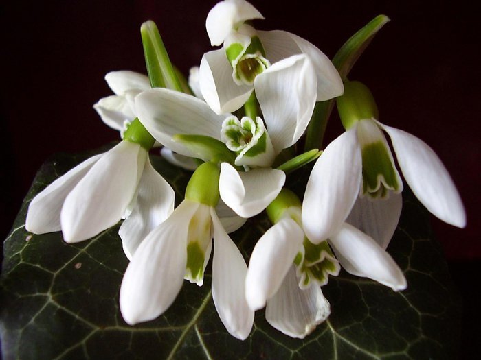 №1296226 - оригинал