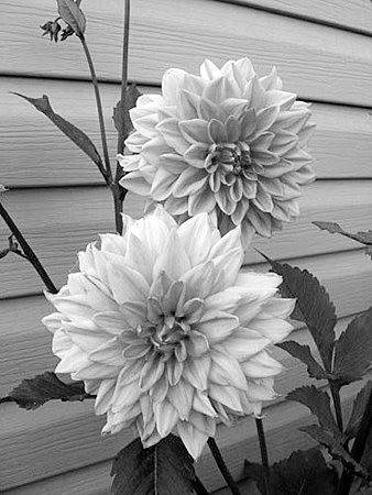 №1296245 - оригинал