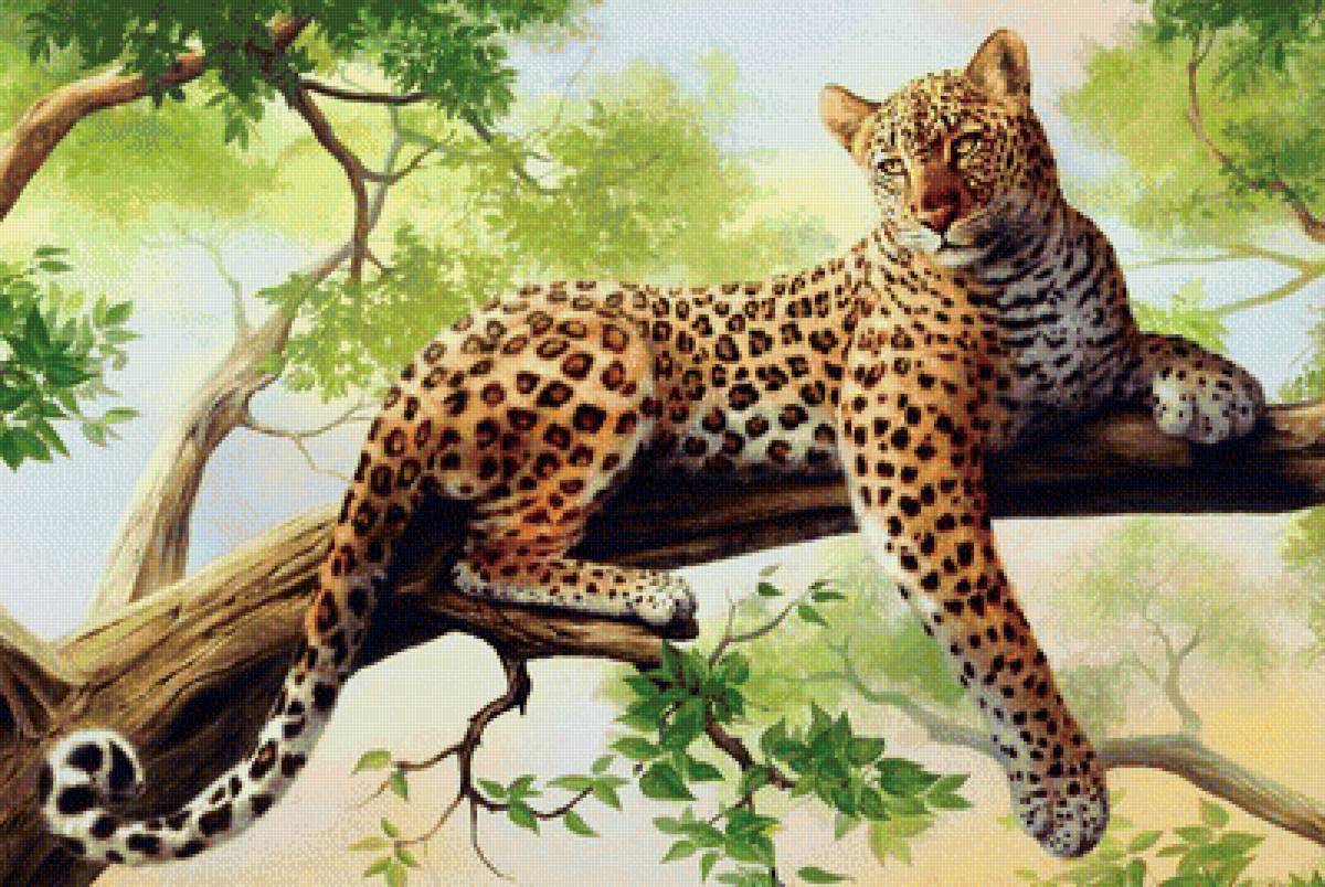 красавец - животные - предпросмотр