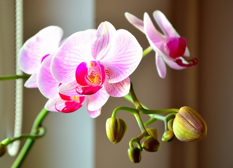Орхидея фаленопсис - цветы, орхидея - оригинал