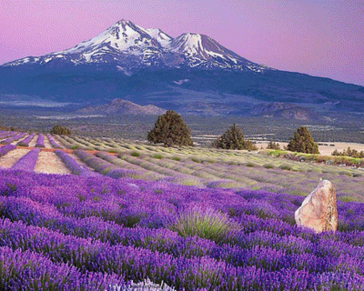 Лавандовое поле. - живопись., пейзаж, лаванда - предпросмотр