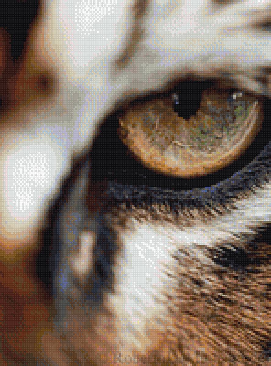 Глаз тигра - тигр, животные - предпросмотр