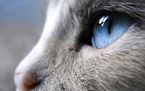 Глаз кошки - кошка, животные - оригинал