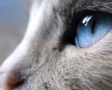 Схема вышивки «Глаз кошки»