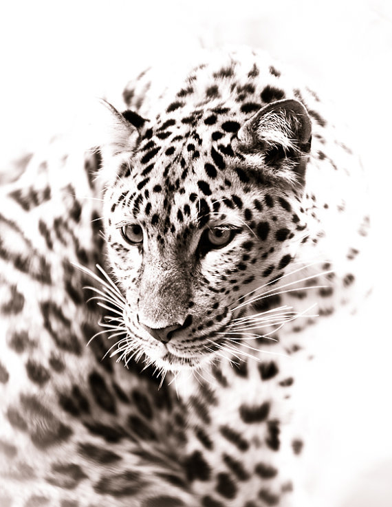Снежный леопард - леопард, животные - оригинал