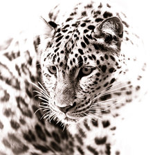 Снежный леопард