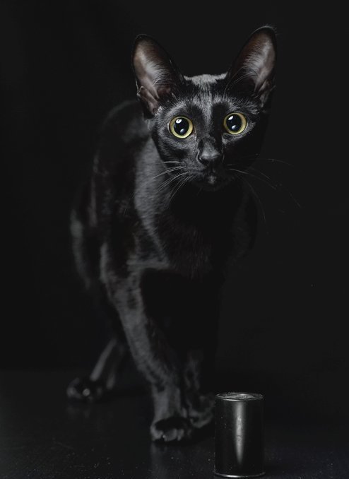 Черный кот - животные, кот, кошка - оригинал