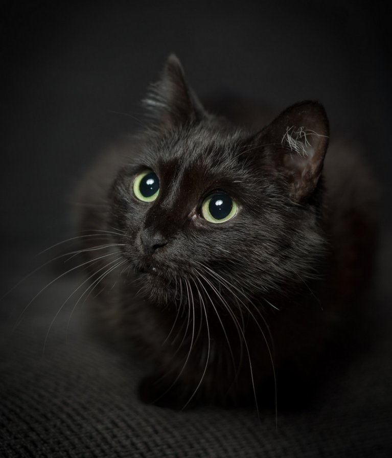 Черный кот - кот, кошка, животные - оригинал