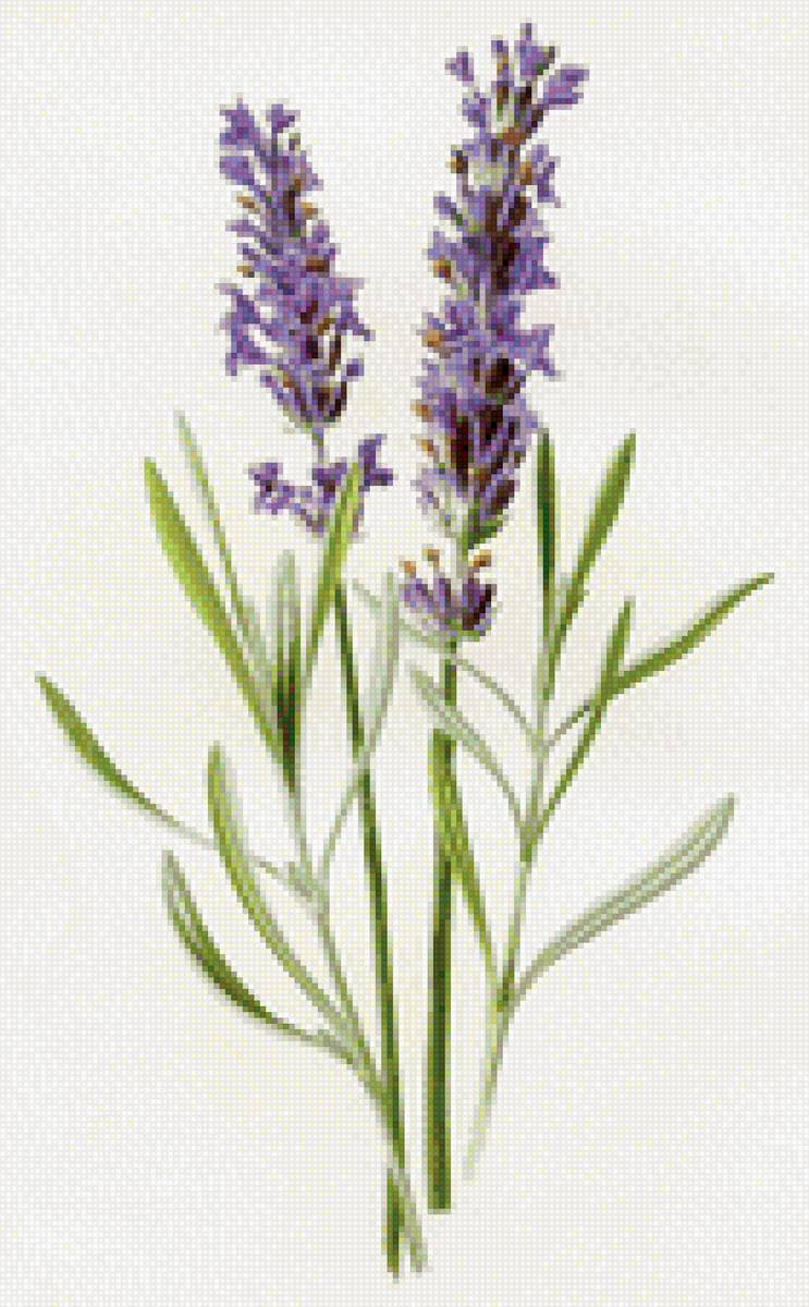Лаванда - прованс, лаванда, цветы - предпросмотр