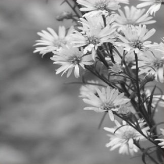 цветы часть1 - цветы часть1 - оригинал