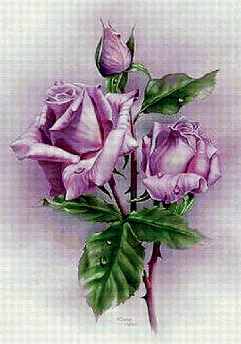 fialové ruže - предпросмотр