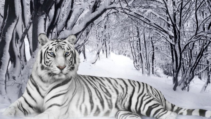 зиний тигр - оригинал