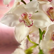 Схема вышивки «№1299182»