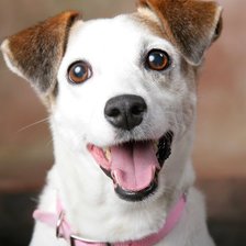 Схема вышивки «Джек-рассел )»