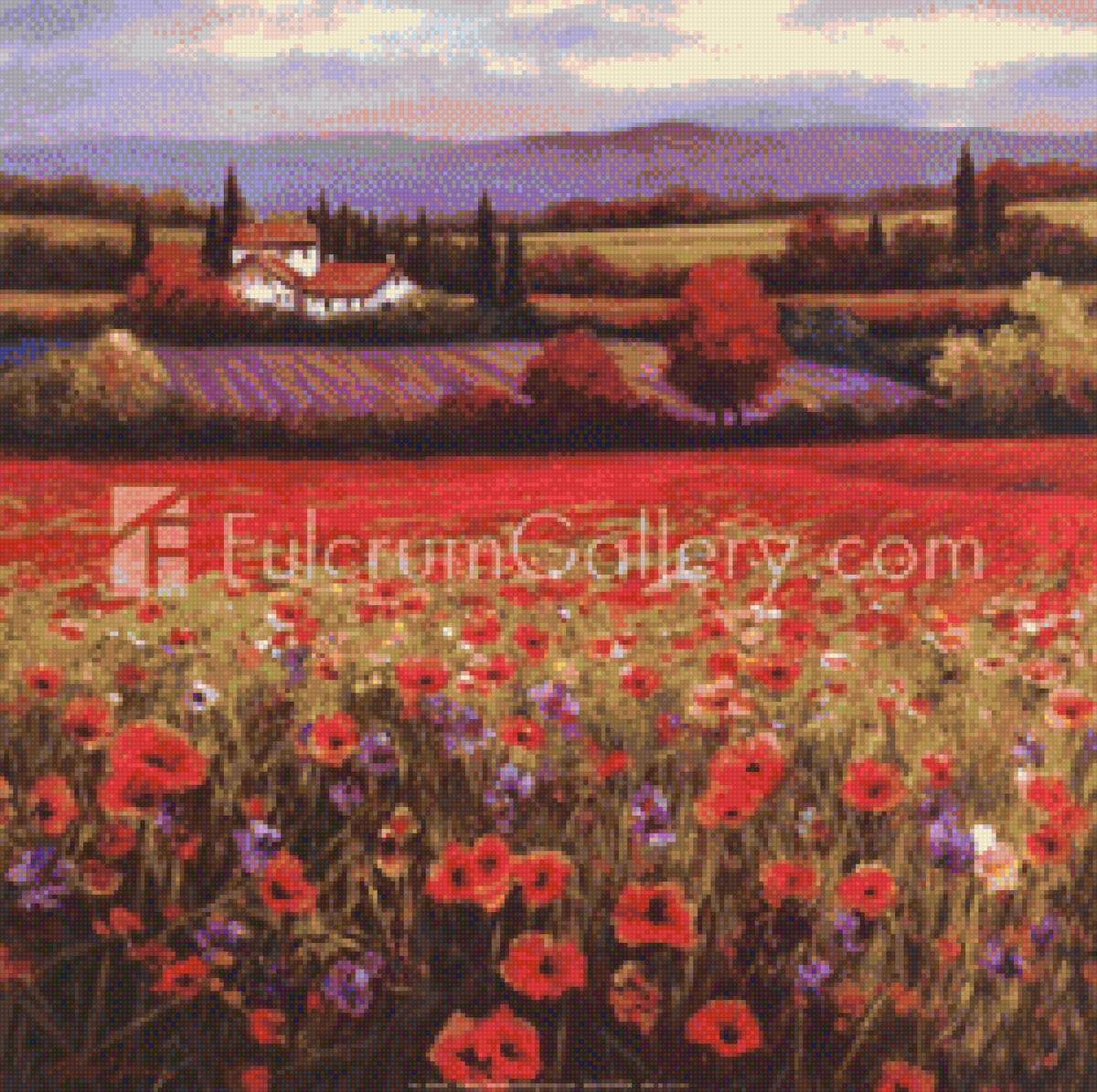 маковое поле - предпросмотр