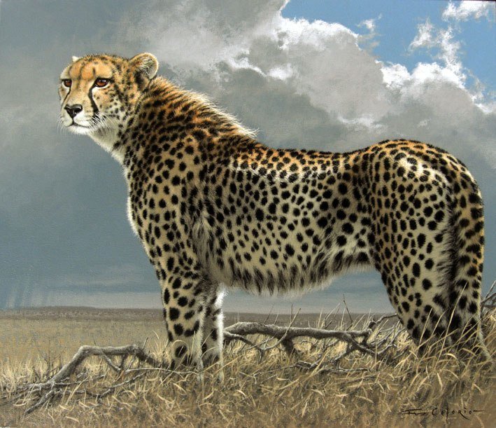 Гепард - гепард, животные - оригинал