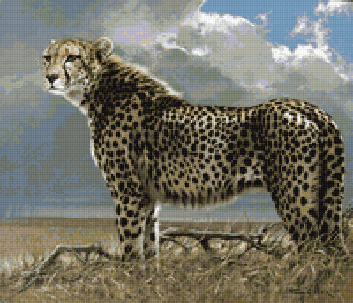 Гепард - животные, гепард - предпросмотр