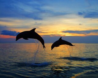 игры дельфинов - оригинал