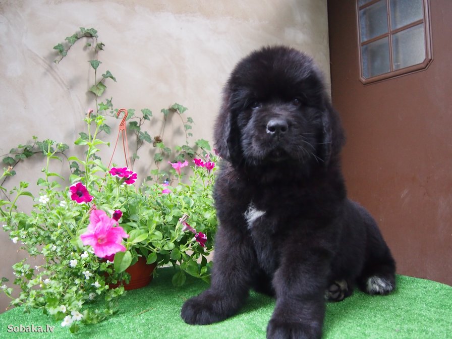 Ньюфаундленд - собака - оригинал