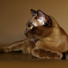 Схема вышивки «Бурма»