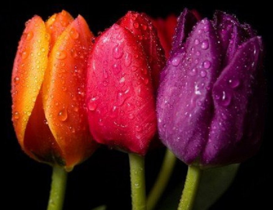 №1300505 - оригинал