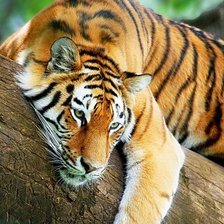 Оригинал схемы вышивки «тигрулька» (№1300931)