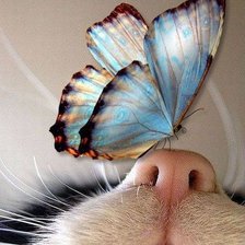 Схема вышивки «Бабочка»