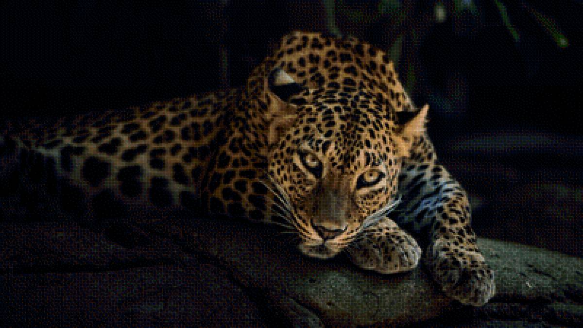 Леопард - животные, темный фон - предпросмотр