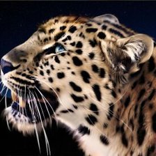 Схема вышивки «леопард»