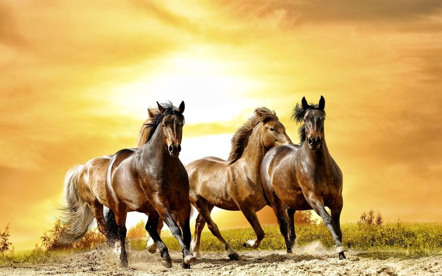 лошади 5 - животные - оригинал