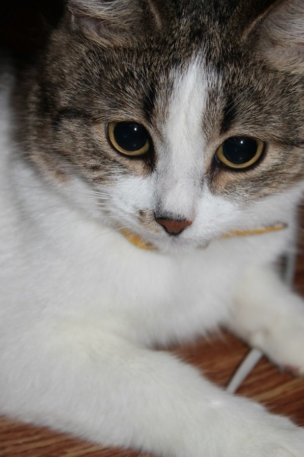 Черри - кошка, глаза, взгляд, киса - оригинал