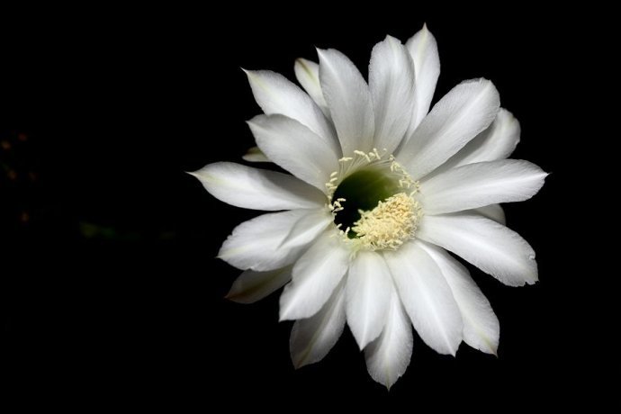 Эхинопсис белый - черный фон, кактус, цветок, белый - оригинал