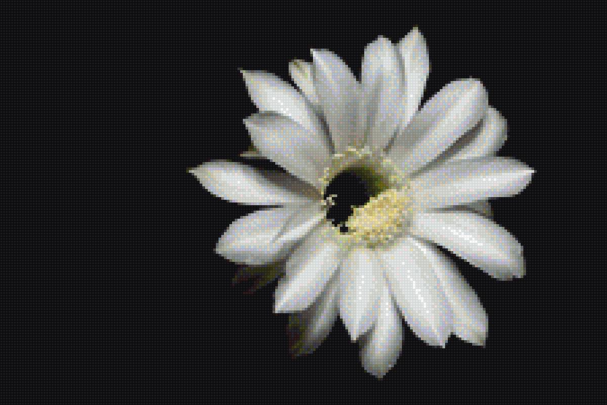 Эхинопсис белый - белый, черный фон, цветок, кактус - предпросмотр