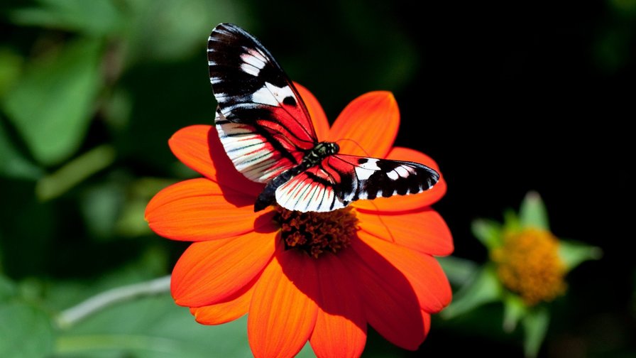 бабочка - природа цветы бабочка - оригинал