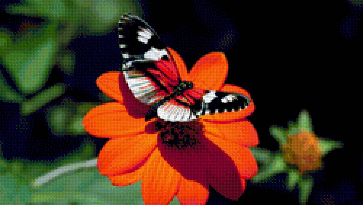 бабочка - природа цветы бабочка - предпросмотр