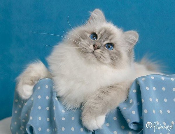 Кошка - кошка - оригинал