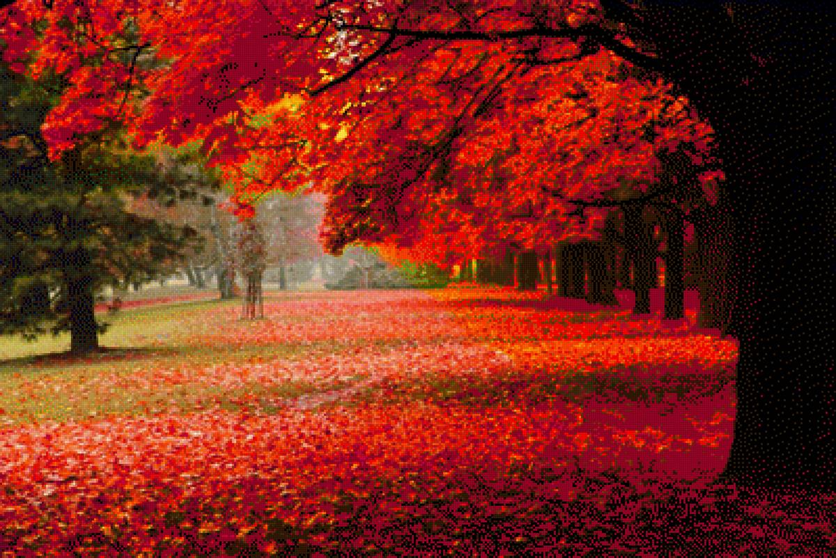 №1304469 - природа, листва, осень, парк - предпросмотр