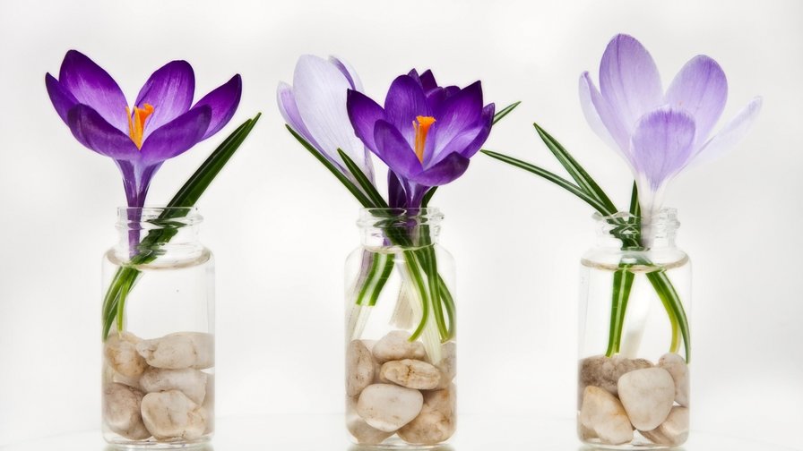 крокусы - цветы - оригинал