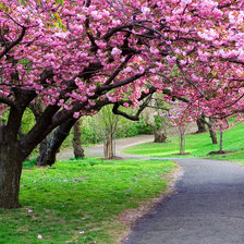Схема вышивки «цветение сакуры.»