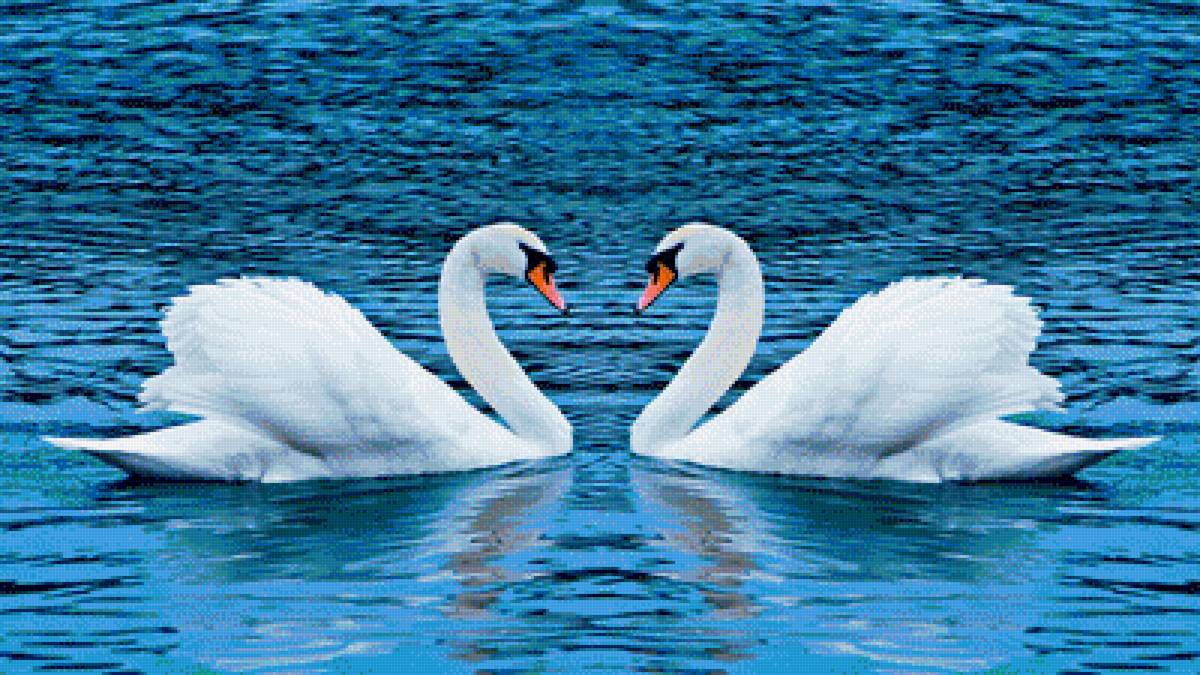 идеальная пара - лебеди, вода - предпросмотр